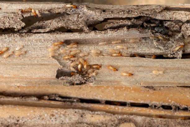 Best Pest Removal Services  in Commerce, TX