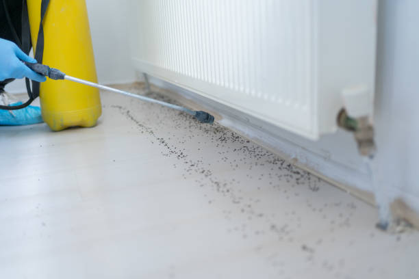 Best Local Pest Control Services  in Commerce, TX