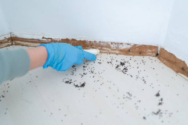 Best Flea Control Services  in Commerce, TX